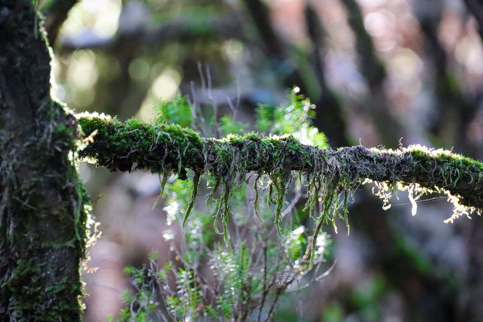 Nahaufnahme von Moos