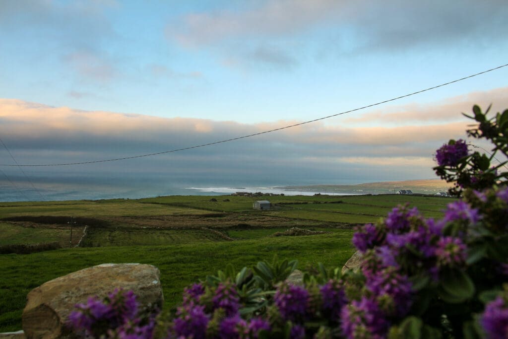 Blühende Pflanzen am Wegesrand, Blick in die Landschaft, Irland
