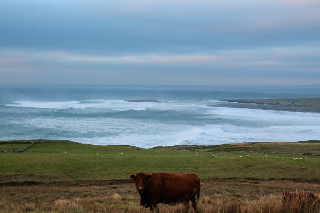 Weide mit Hochlandrind am Meer, Irland