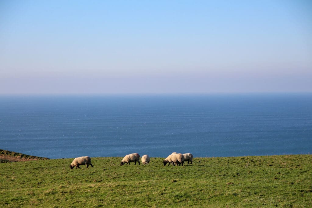 Schafe auf grüner Wiese mit Meerblick
