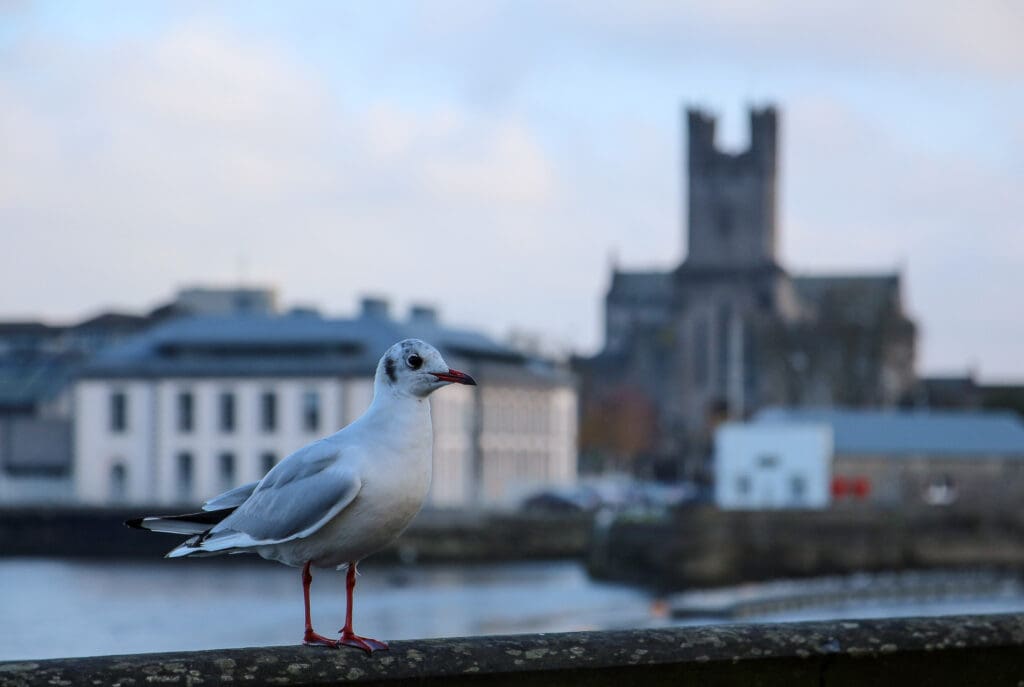 Möwe sitzt auf Geländer am Wasser mit Stadt im Hintergrund, Irland