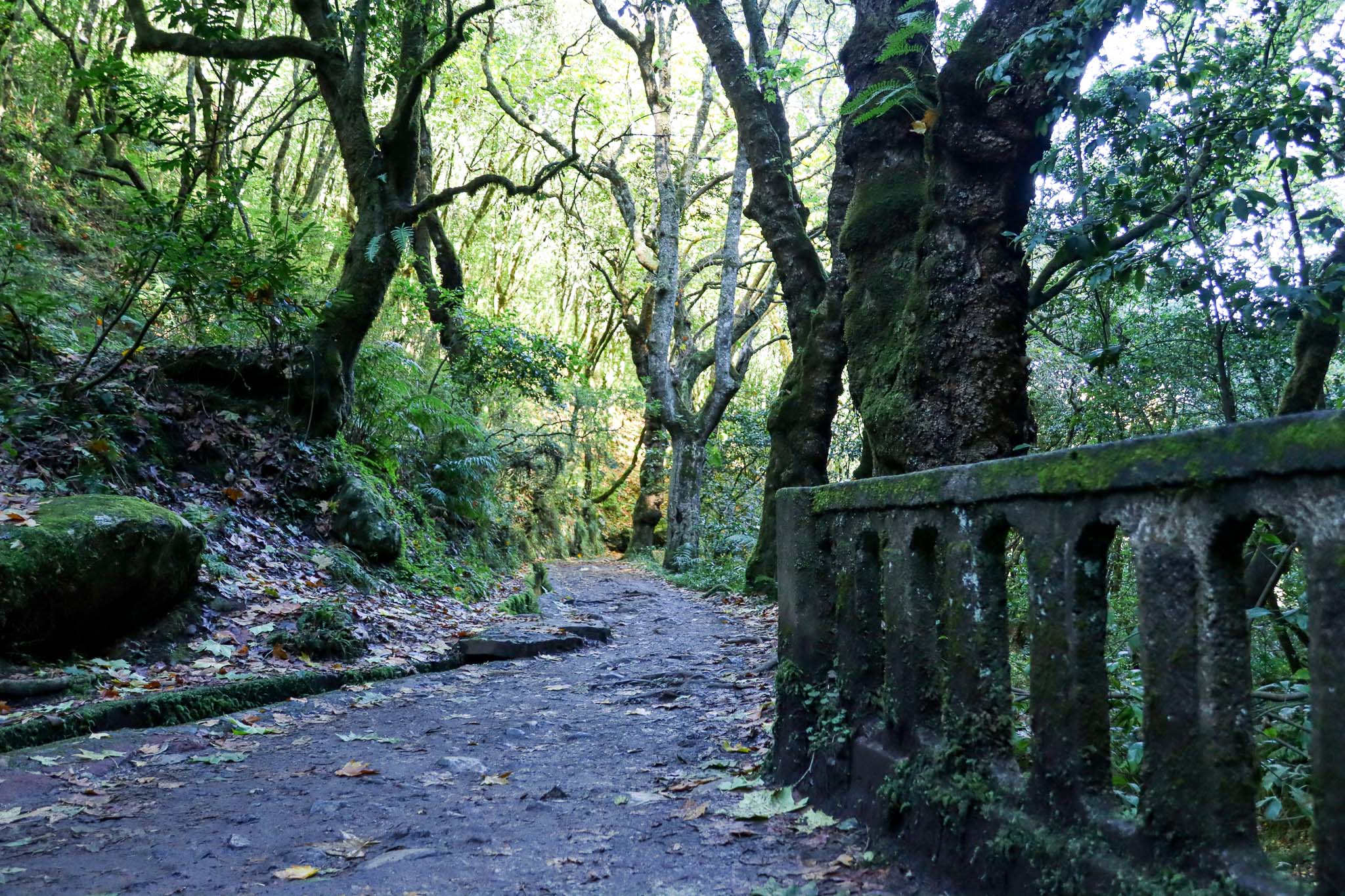 Moosbewachsener Waldpfad mit Lichteinfall