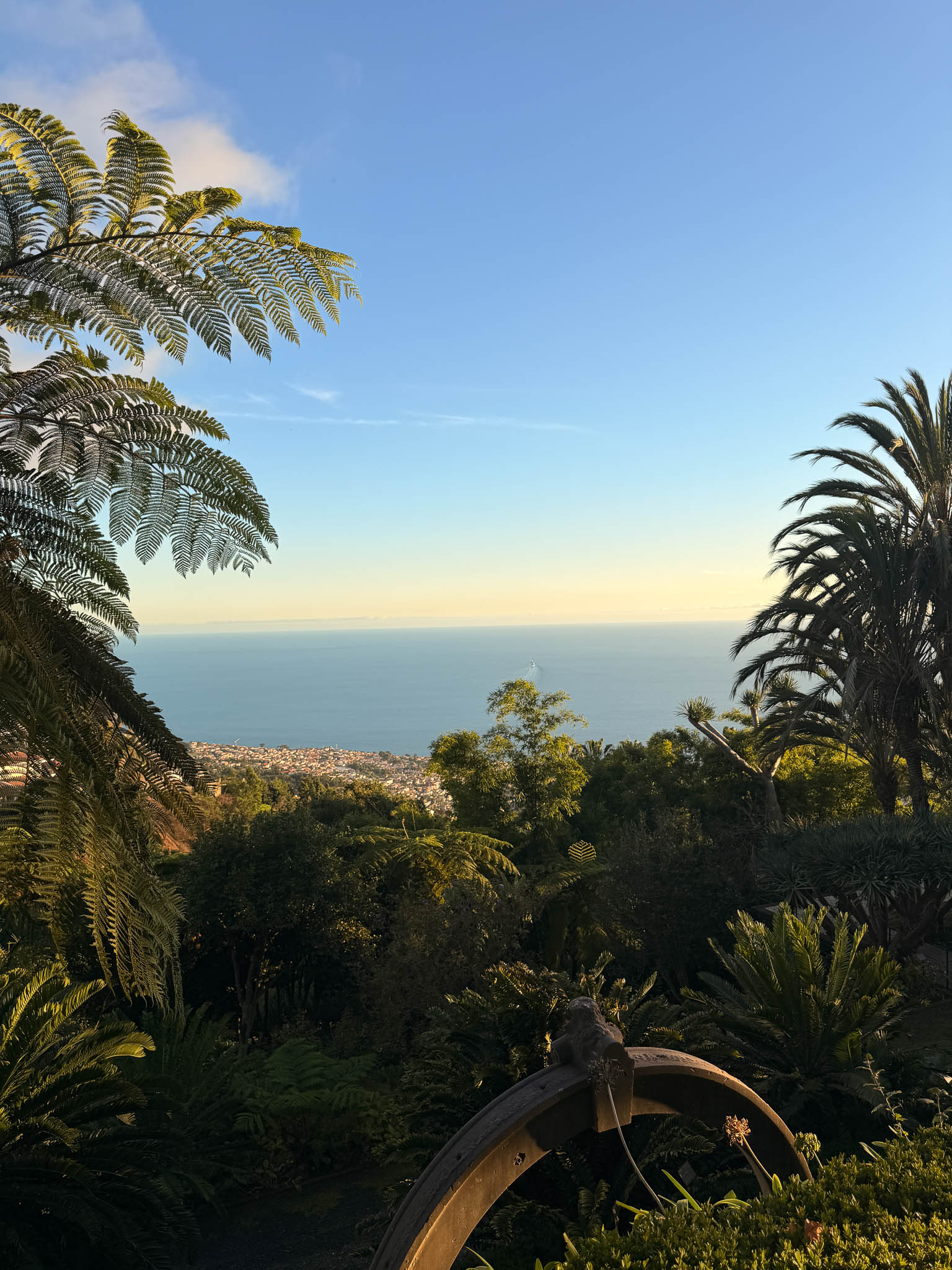 Üppige tropische Pflanzen im Halbschatten