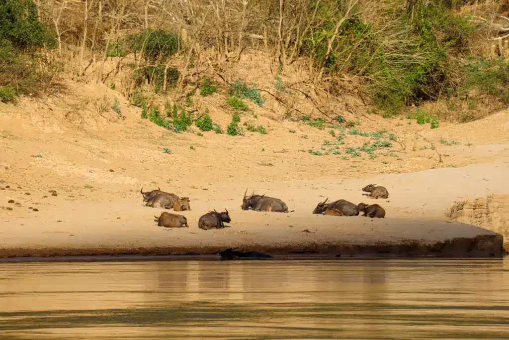 Mekong Sandbank Wasserbüffel Laos Ufer