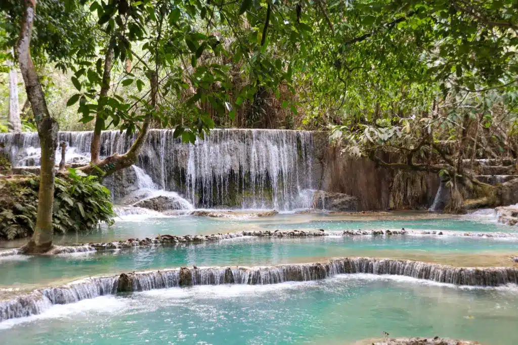 Kuang Si Wasserfall Baum tuerkise Pools Luang Prabang Laos