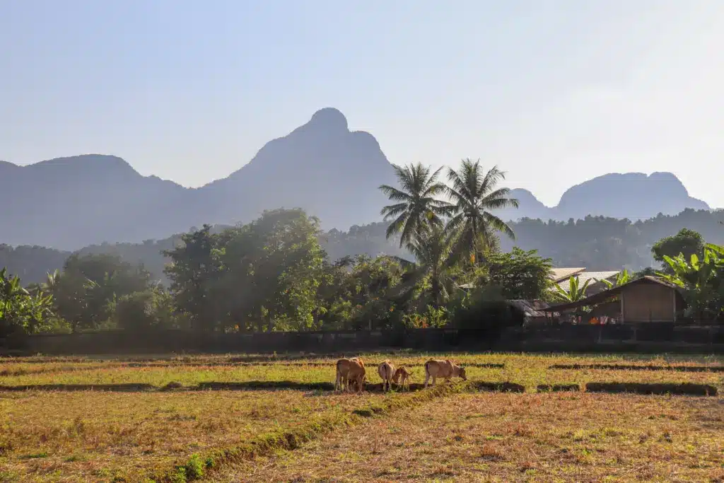 Karstberg Palmen Reisfeld Vang Vieng Laos