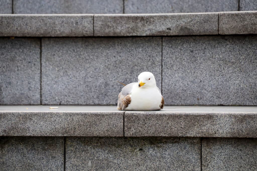 A white seagull perched on a stone parapet with the blurred silhouette of an Istanbul mosque visible in the soft background.