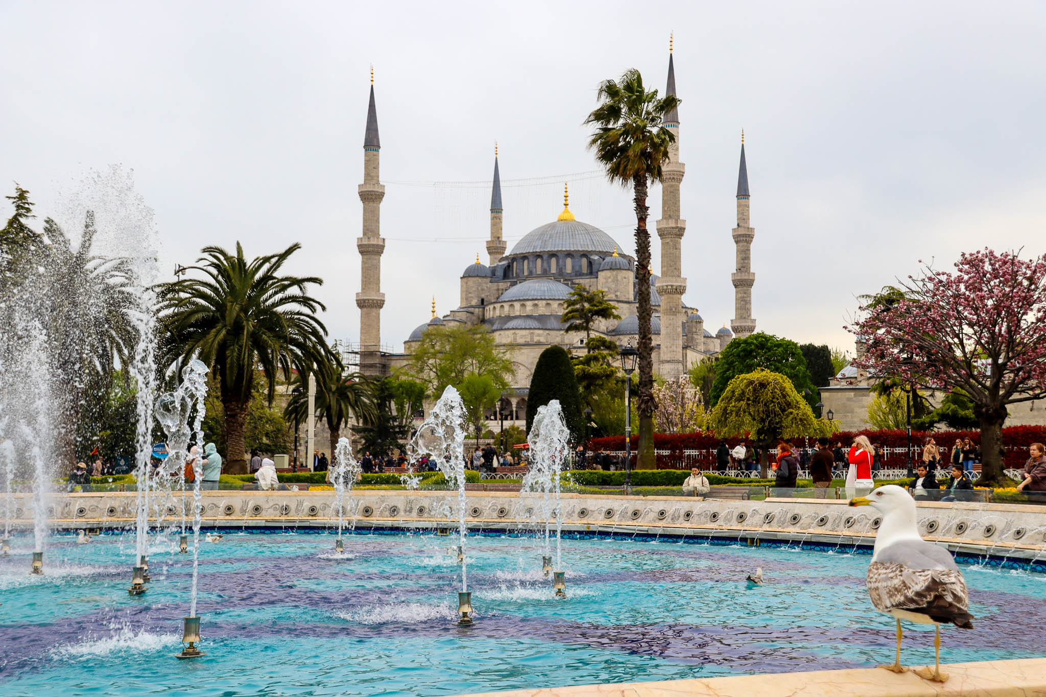 The Blue Mosque (Sultan Ahmed Mosque) rises behind a decorative fountain and palm trees in the Sultanahmet Square on a spring day, Istanbul, Turkey.