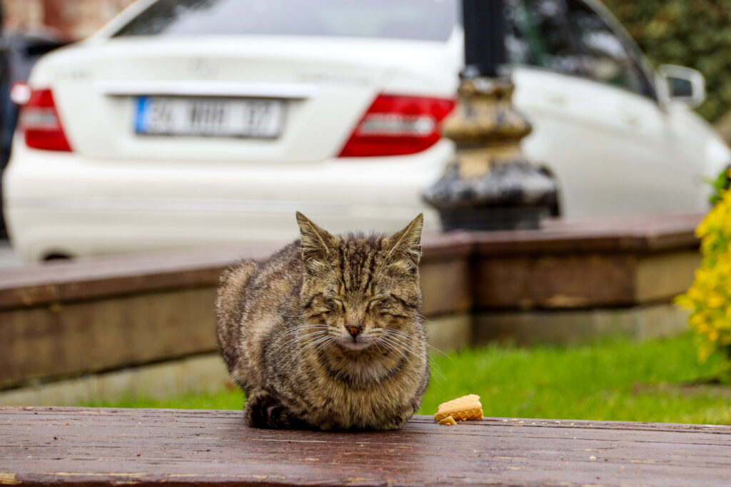 A large fluffy street cat sits on wet green grass with a blurred car in the background in an Istanbul neighborhood, Turkey.