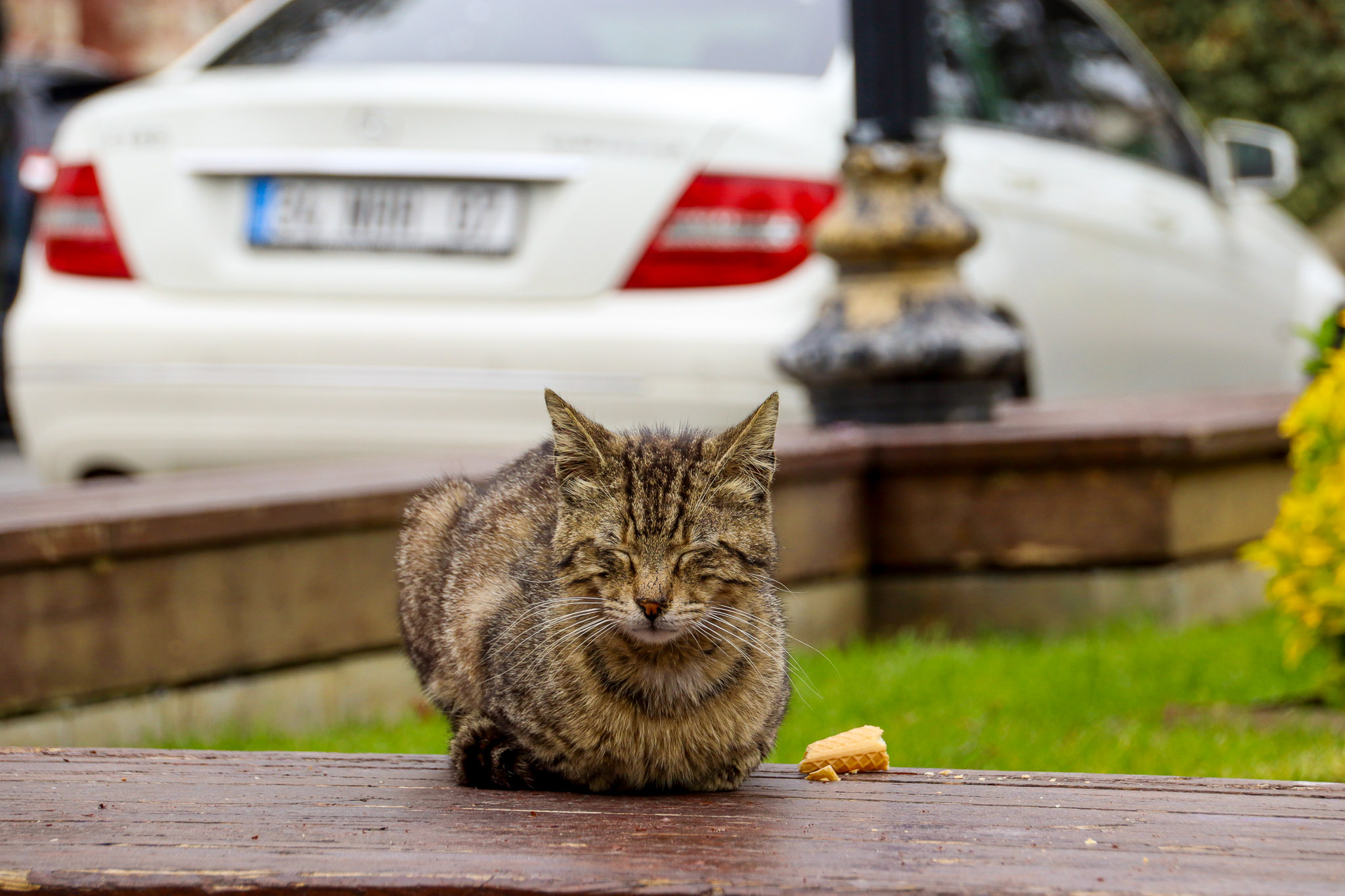 A large fluffy street cat sits on wet green grass with a blurred car in the background in an Istanbul neighborhood, Turkey.