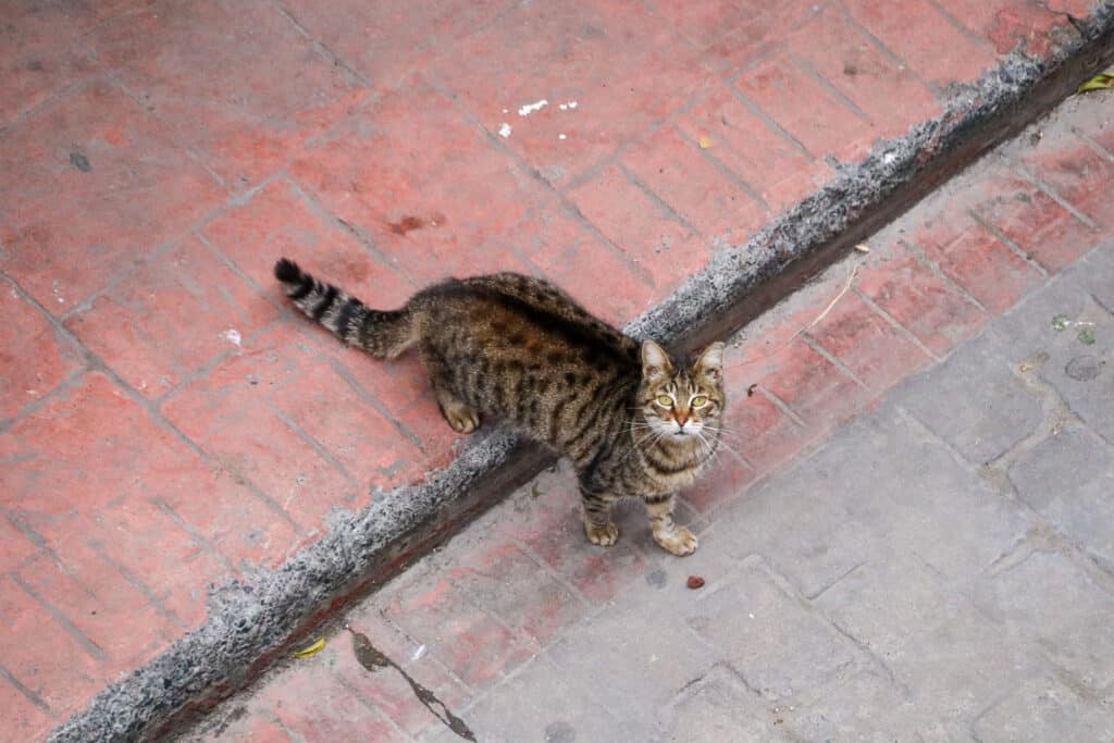 A typical Istanbul street cat perched on a metal railing in front of a weathered pink wall, Turkey.