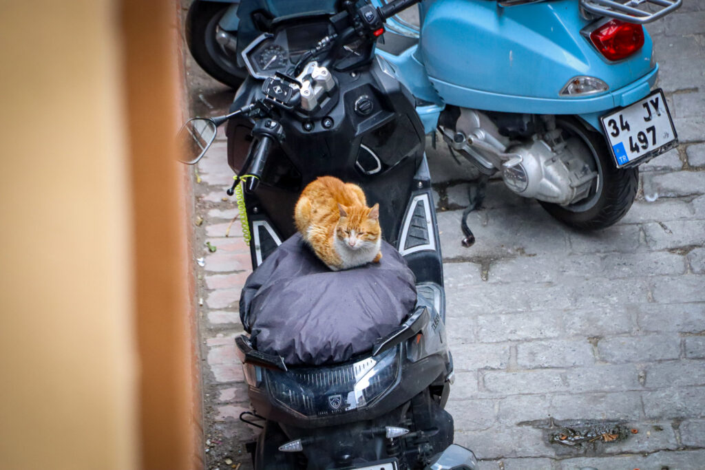 A street cat has made itself comfortable sleeping on the seat of a parked blue motorcycle in a narrow Istanbul street, Turkey.