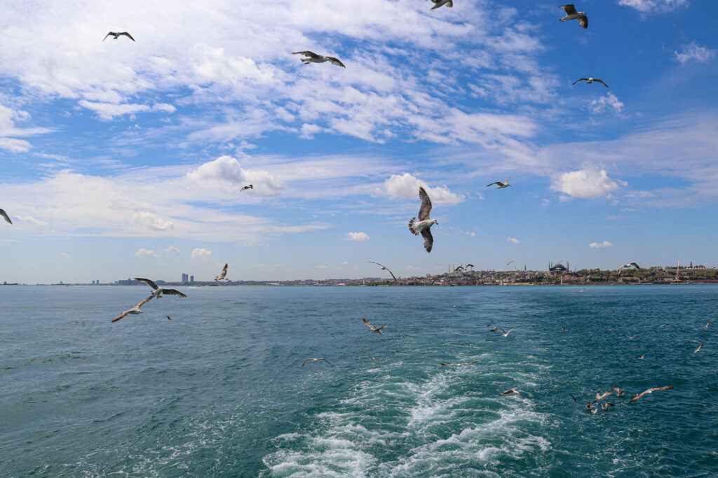 Seagulls soaring over the white foamy wake of a Bosphorus ferry with the Istanbul skyline visible in the background, Turkey.