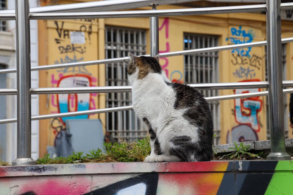 A street cat peers through iron window bars against a colorful graffiti-covered wall in Istanbul, Turkey.