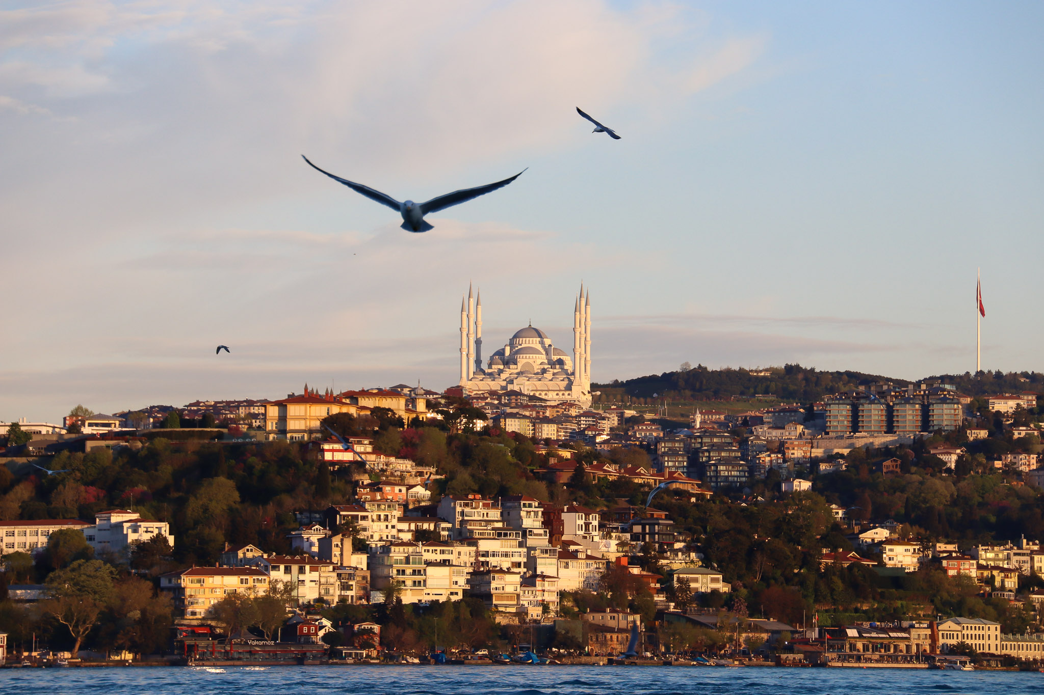 A seagull soars above the Bosphorus with the Istanbul mosque skyline including the Süleymaniye Mosque visible in the soft background light, Turkey