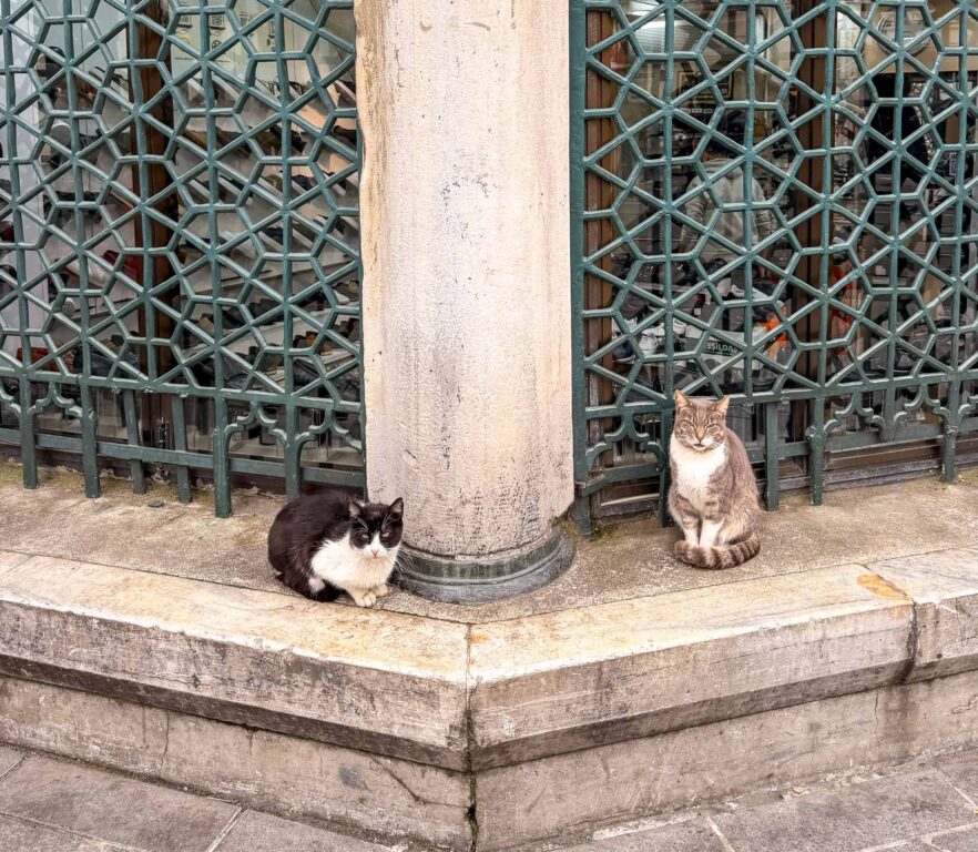 Katze vor einem historischen Gitterfenster in Istanbul.