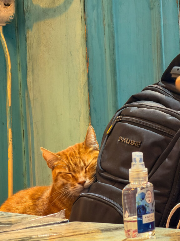 Schlafende Katze in einem Café in Istanbul.