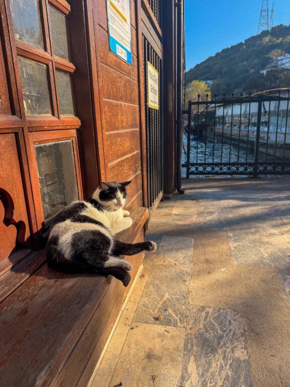 Straßenkatze entspannt vor einem Geschäft in Istanbul.